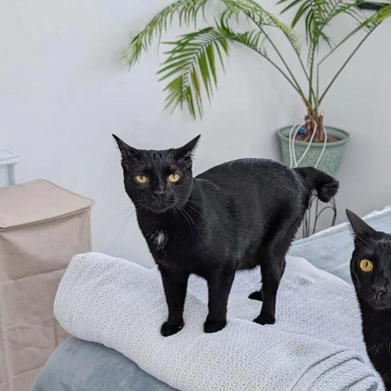 A young medium-sized male Domestic Short Hair cat named Turnip for adoption in New Orleans, LA