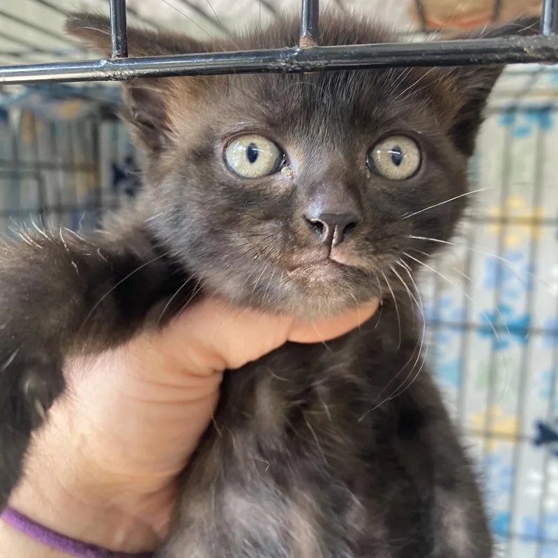 A baby medium-sized female Black Domestic Short Hair cat named Taffy for adoption in Blairsville, GA