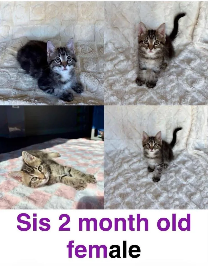 A baby small-sized female Domestic Short Hair cat named Sis for adoption in Mustang, OK