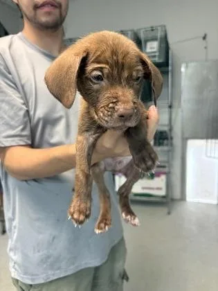 A baby small-sized male Mixed Breed dog named Garnet for adoption in Savannah, GA