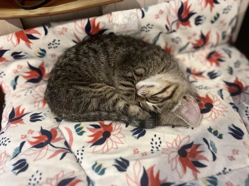 A baby medium-sized female Tabby (Brown / Chocolate) Tabby cat named Iris for adoption in Wheaton, IL