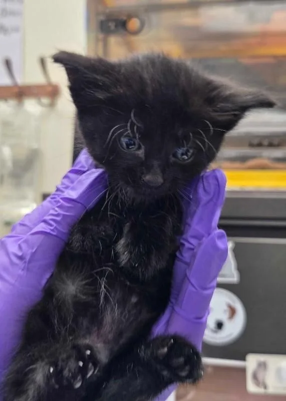 A baby medium-sized female Black Domestic Short Hair cat named Raven for adoption in Fruit Heights, UT