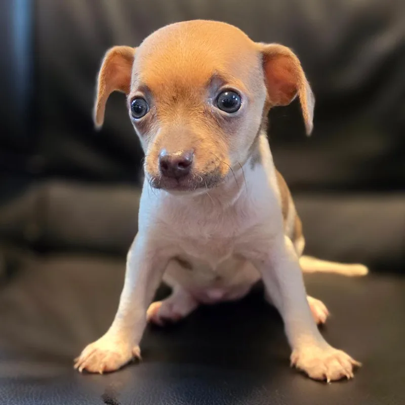 A baby small-sized female White / Cream Chihuahua dog named Ida Lee for adoption in Jefferson city, TN