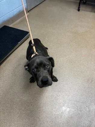 A young medium-sized male Mixed Breed dog named Duddle for adoption in Chamblee, GA
