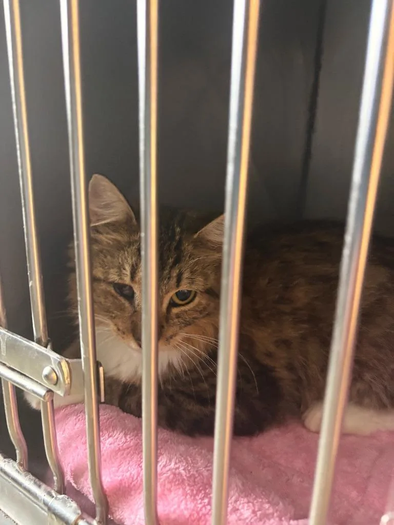 A baby large-sized female Domestic Medium Hair cat named Purrla for adoption in Rensselaer, IN