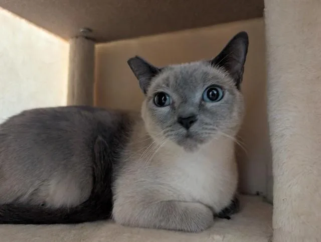 An adult small-sized female Siamese cat named A for adoption in Camarillo, CA
