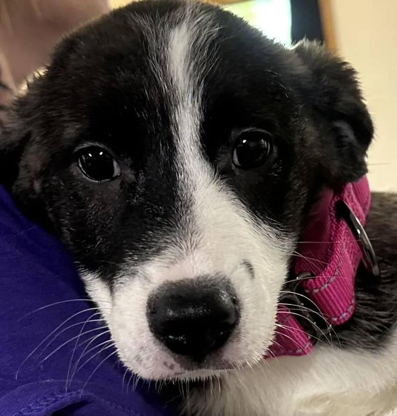 A baby small-sized female Australian Shepherd dog named Amelia Pink Collar for adoption in Anoka, MN