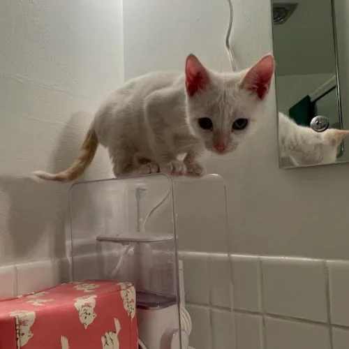 A young medium-sized female White Domestic Short Hair cat named Monaghan for adoption in Redmond, WA