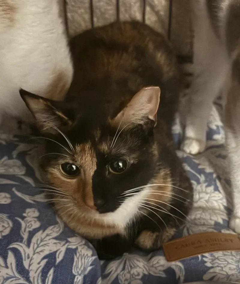An adult medium-sized female Domestic Short Hair cat named Misty for adoption in Taylor, PA