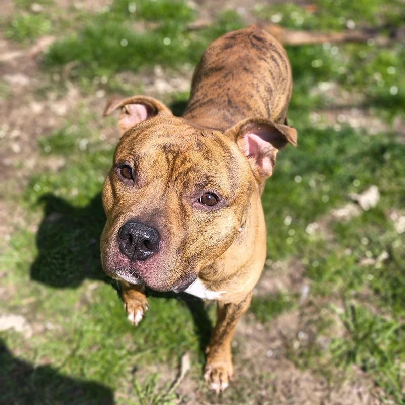 An adult large-sized male Red / Chestnut / Orange Staffordshire Bull Terrier dog named Tigger for adoption in Valparaiso, IN