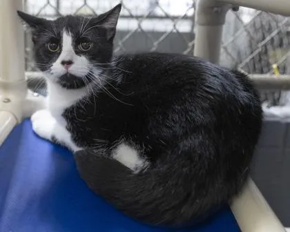 A young medium-sized male Black Domestic Short Hair cat named Avery for adoption in Bedford, IN