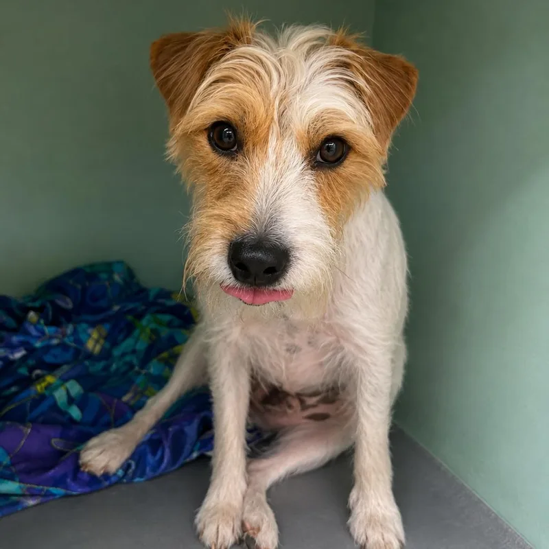 An adult small-sized male White / Cream Jack Russell Terrier dog named Simba for adoption in Tyler, TX