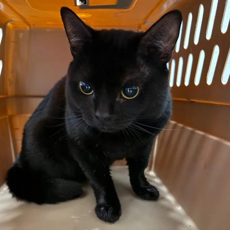An adult medium-sized male Domestic Short Hair cat named Moti for adoption in Allentown, PA