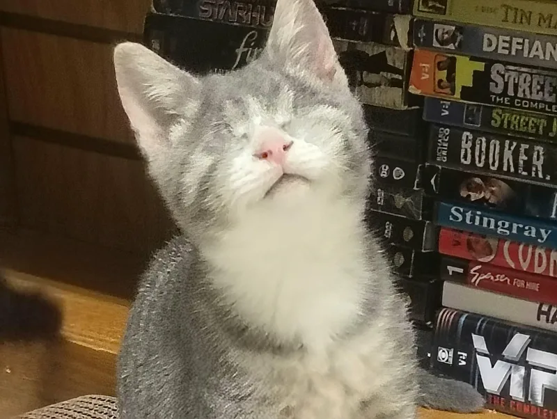 A baby medium-sized male Tabby (Gray / Blue / Silver) Domestic Short Hair cat named Nemo for adoption in Springfield, PA
