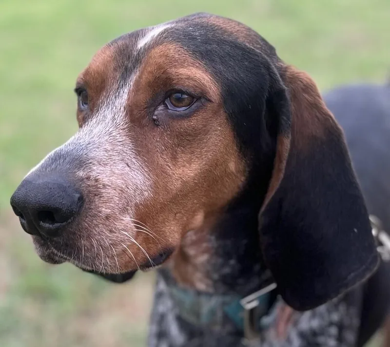 An adult large-sized male Tricolor (Brown, Black, & White) Bluetick Coonhound dog named Egor for adoption in Dallas, TX