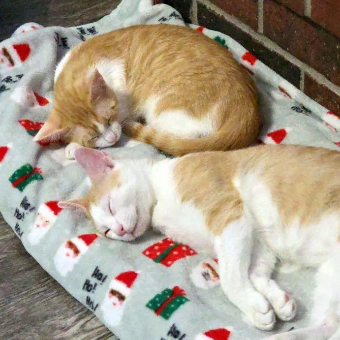 A baby medium-sized female Tabby (Orange / Red) Tabby cat named Poppy for adoption in Tulsa, OK