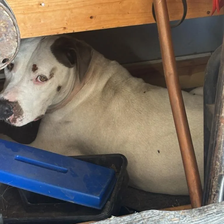 An adult large-sized female White / Cream Pit Bull Terrier dog named Roxie for adoption in Okmulgee, OK