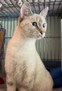 An adult medium-sized female Seal Point Siamese cat named Willow for adoption in Lead, SD
