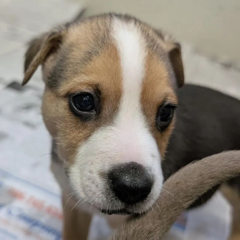 A baby small-sized female Brown / Chocolate Beagle dog named Ronie for adoption in Blairsville, GA