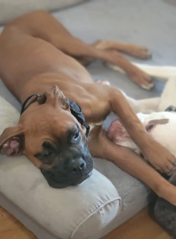 A young medium-sized female Boxer dog named Ruby for adoption in Fountaintown, IN