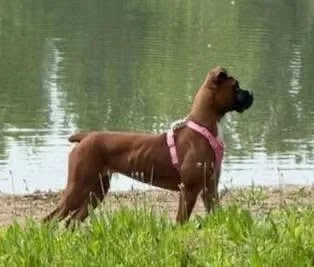 Ruby thumbnail 6