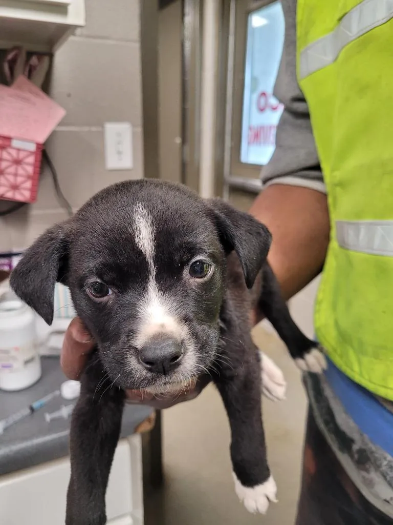 A baby medium-sized male Labrador Retriever dog named Blakesylis for adoption in Hopkinsville, KY