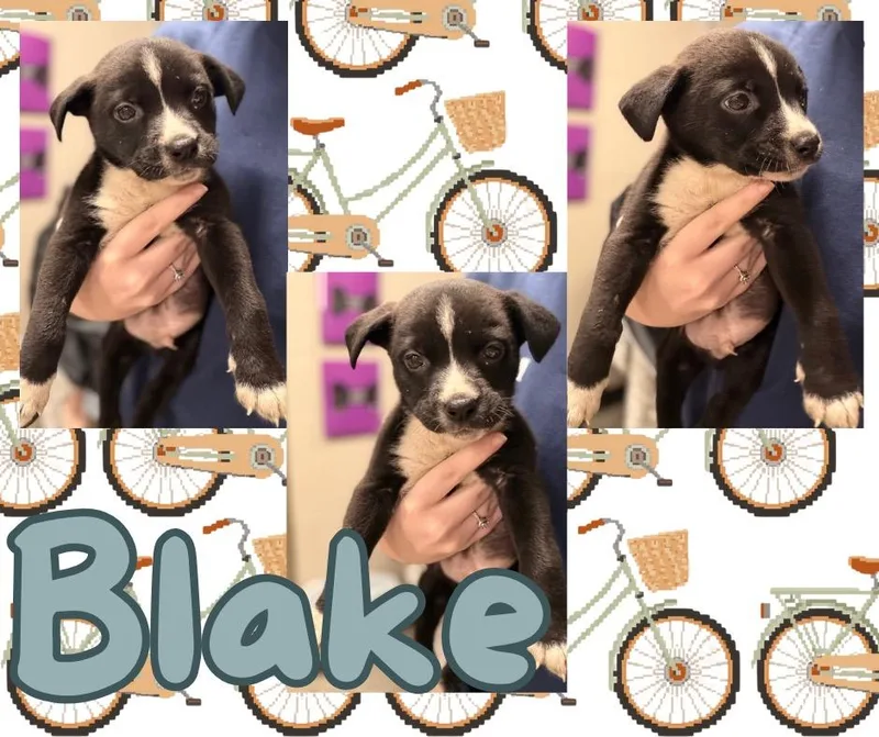 Blakesylis thumbnail 4