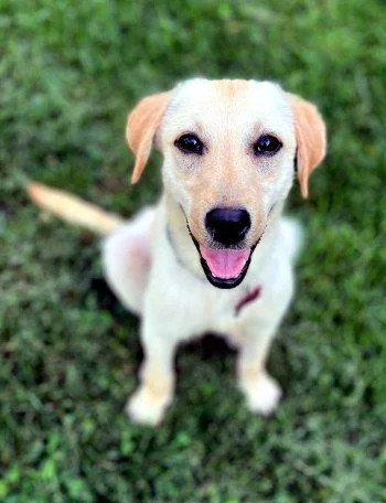 A baby medium-sized female Yellow / Tan / Blond / Fawn Yellow Labrador Retriever dog named Marnie for adoption in Bedford Hills, NY