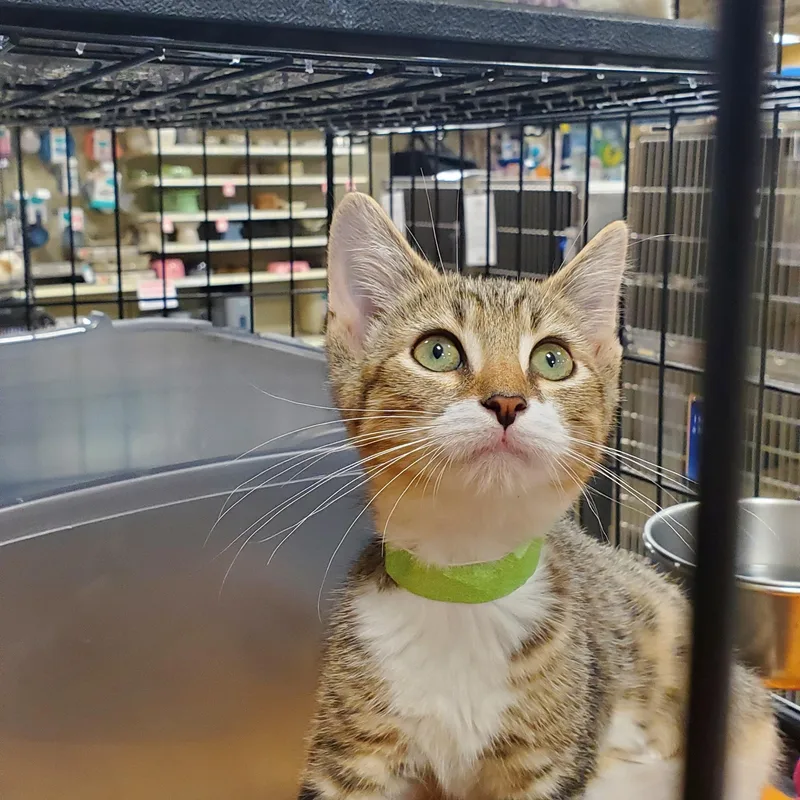 A baby small-sized male Tabby (Gray / Blue / Silver) Tabby cat named Lennie for adoption in Muncie, IN