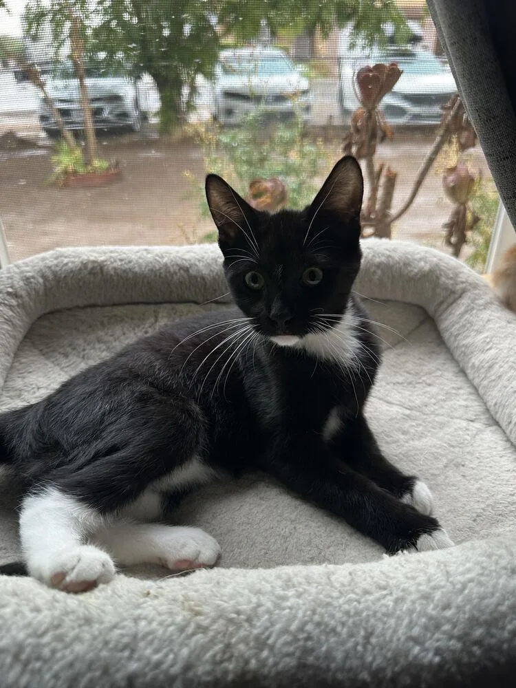 A baby small-sized female Domestic Short Hair cat named Panda for adoption in Lancaster, CA