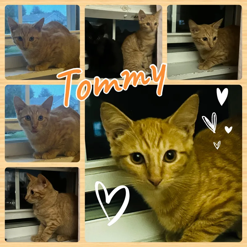 A young medium-sized male Orange / Red Domestic Short Hair cat named Tommy for adoption in Lemont, IL