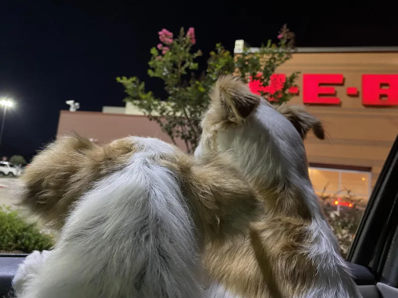 An adult small-sized male White / Cream Corgi dog named Elvis & Presley for adoption in Richmond, TX