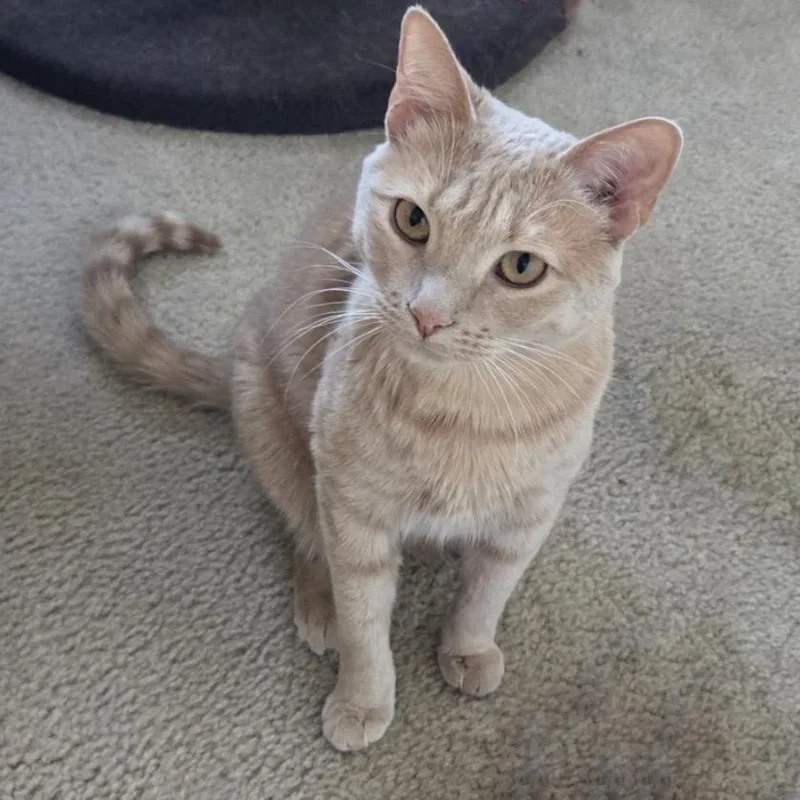 An adult small-sized female Buff / Tan / Fawn Domestic Short Hair cat named Merryn Della Morrow for adoption in Merrifield, VA