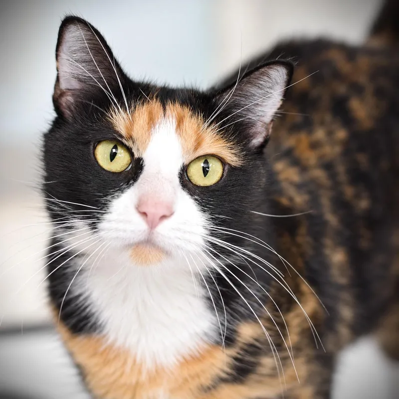 An adult medium-sized female Calico Domestic Short Hair cat named Doja Cat for adoption in Amsterdam, NY