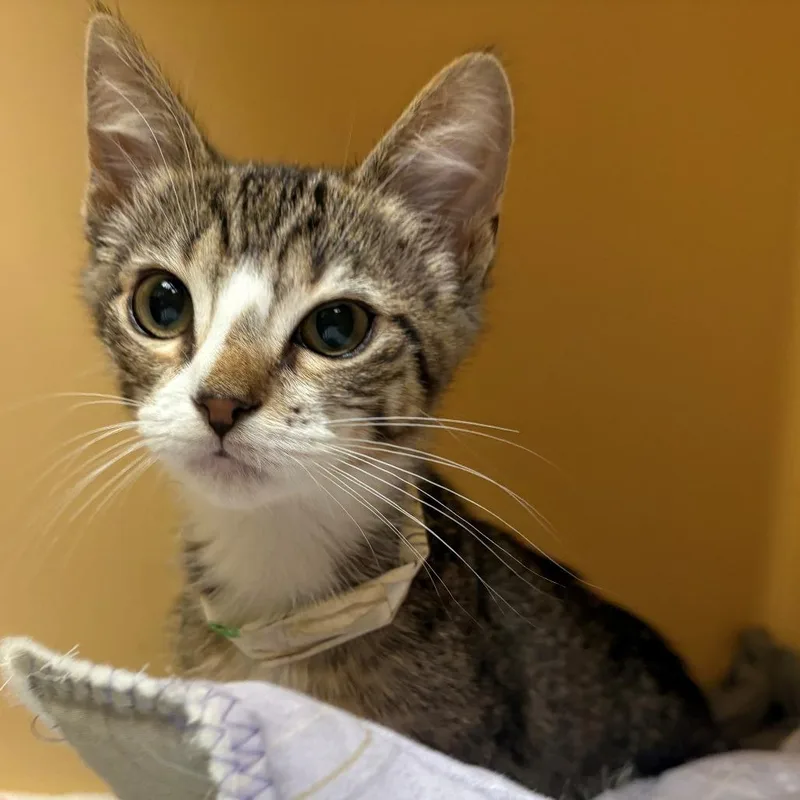 A baby small-sized male Gray / Blue / Silver Domestic Short Hair cat named Cloud for adoption in East Hanover, NJ