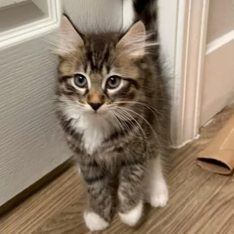 A baby small-sized male Gray / Blue / Silver Domestic Medium Hair cat named Cassian for adoption in Pleasanton, CA