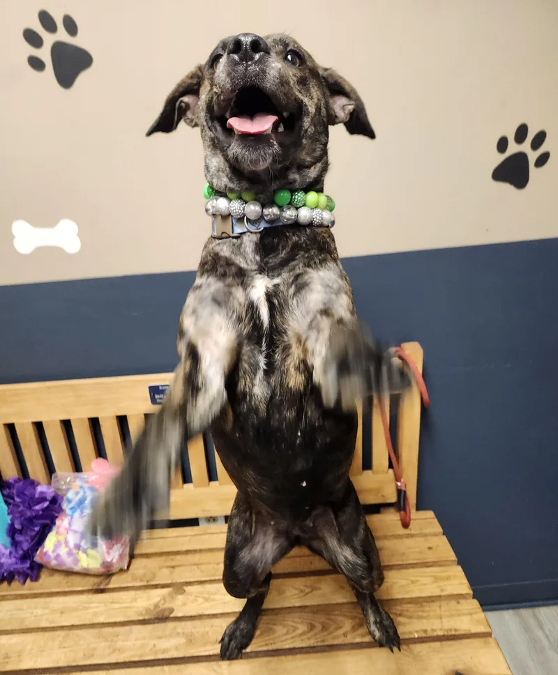 An adult medium-sized female Black Mountain Cur dog named Cheezit for adoption in Mansfield, OH