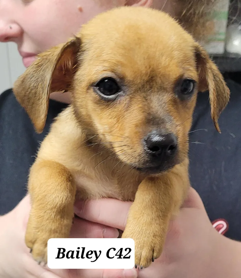 A baby small-sized female Chihuahua dog named Bailey for adoption in Morganton, NC