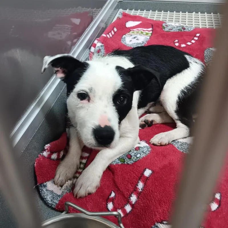 A young medium-sized male White / Cream Wirehaired Terrier dog named Spike for adoption in Elizabeth City, NC