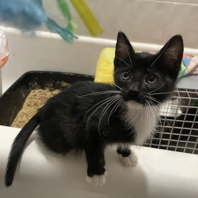 A baby small-sized male Black & White / Tuxedo Domestic Short Hair cat named Beetle for adoption in Chicago, IL