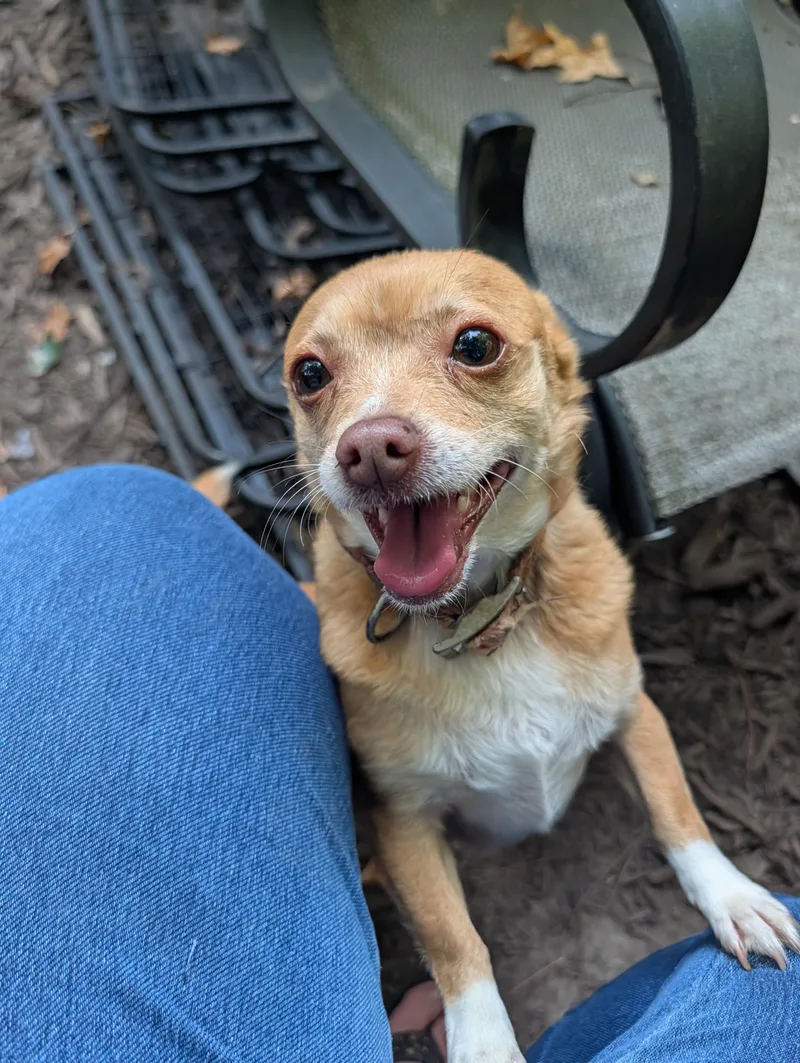 An adult small-sized female Chihuahua dog named Piper for adoption in Richmond, VA