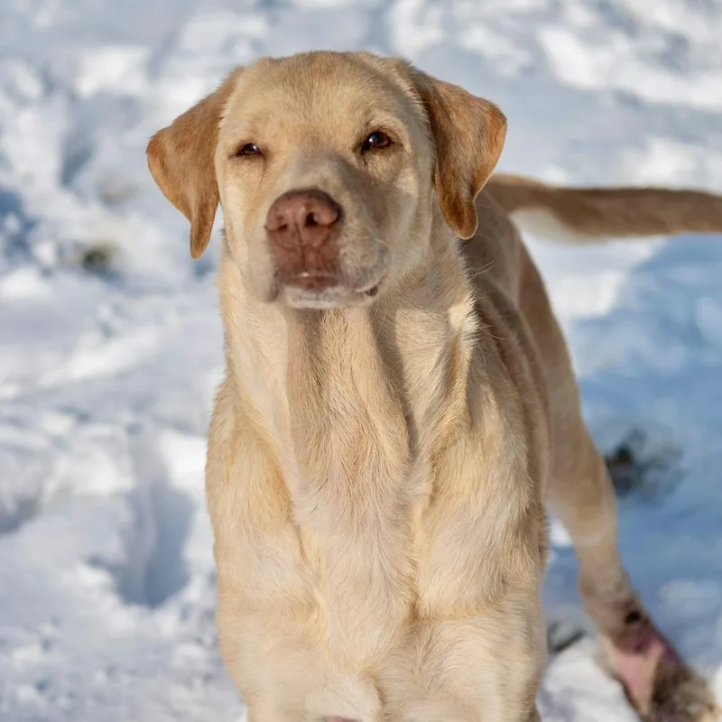 Butter Lou thumbnail 2