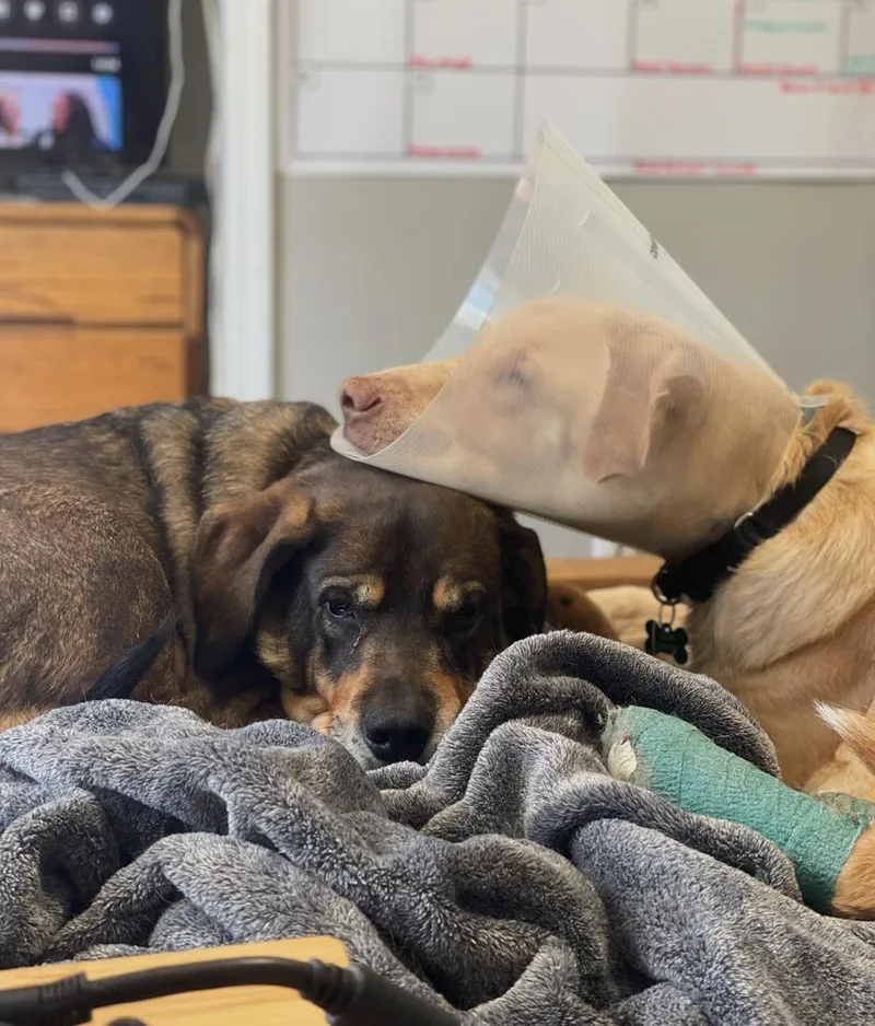 Butter Lou thumbnail 3