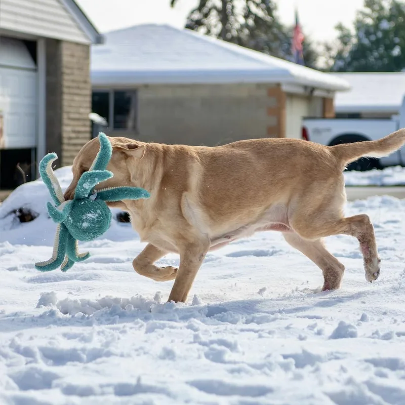 Butter Lou thumbnail 4