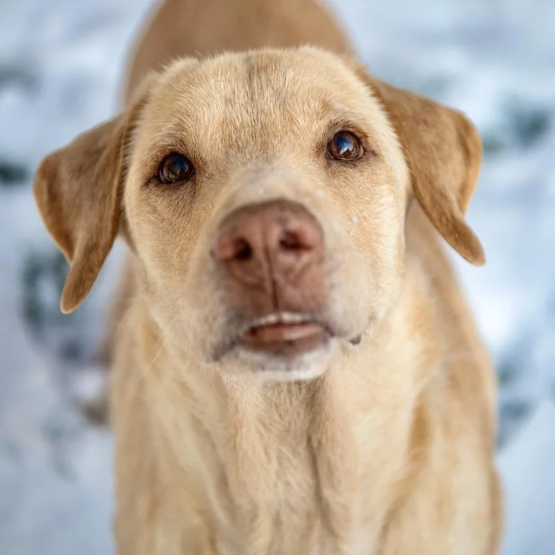 Butter Lou thumbnail 5