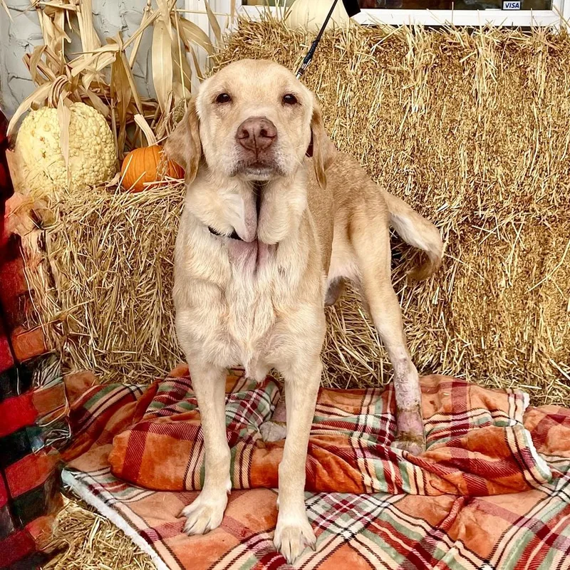 Butter Lou thumbnail 6