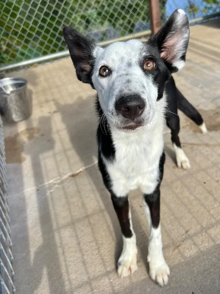 An adult medium-sized male Cattle Dog dog named Bluefish for adoption in Canyon Lake, TX