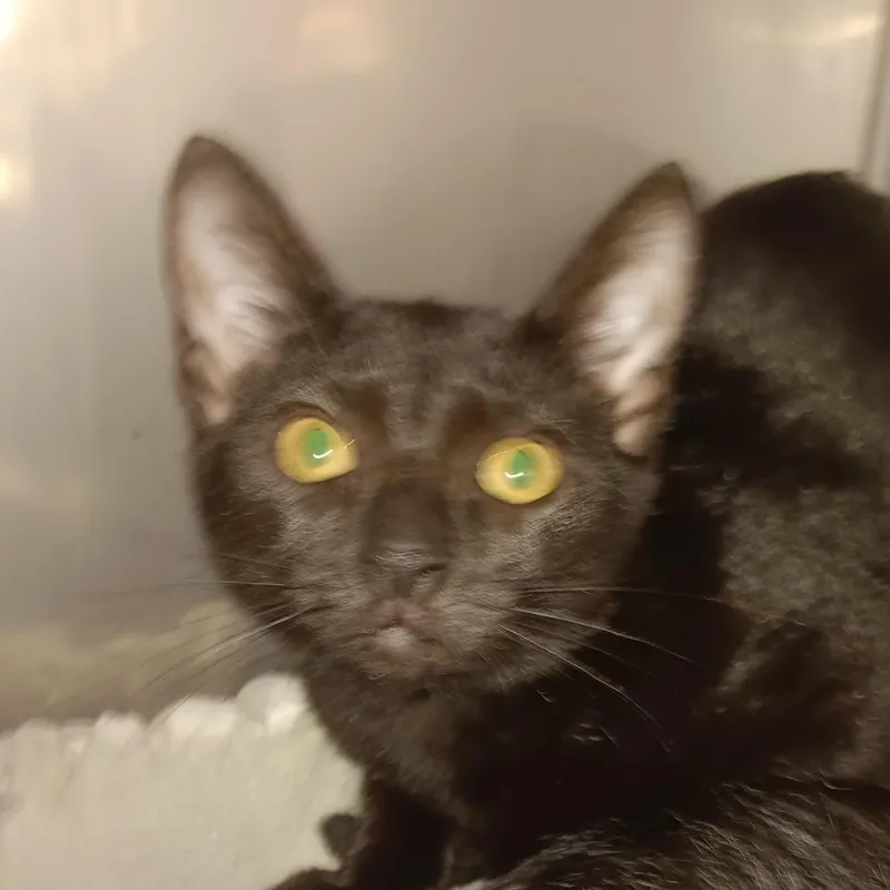 Negrita