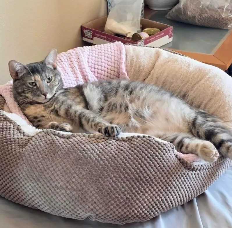 A young medium-sized female Dilute Tortoiseshell Domestic Short Hair cat named Bo for adoption in Yorba Linda, CA