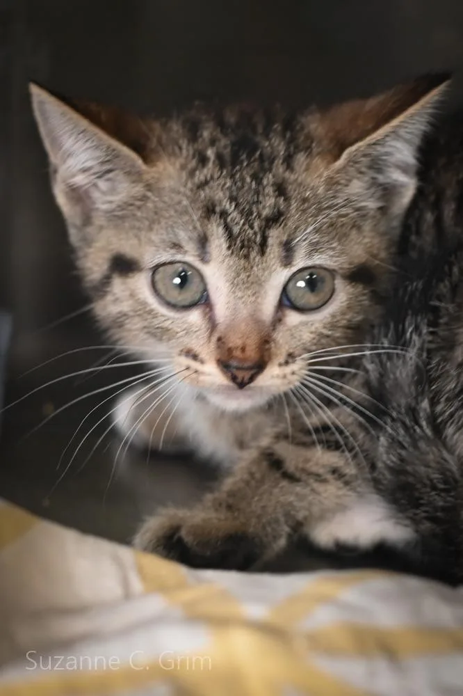 A baby small-sized female Domestic Short Hair cat named Mystique for adoption in New Orleans, LA